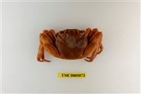 藏品(細紋方蟹)的圖片